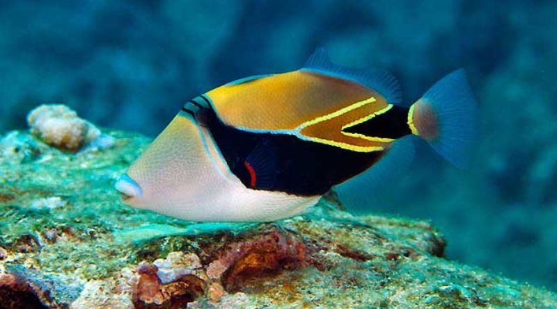 Humuhumunukunukuapua'a: Hawaii's Unique State Fish