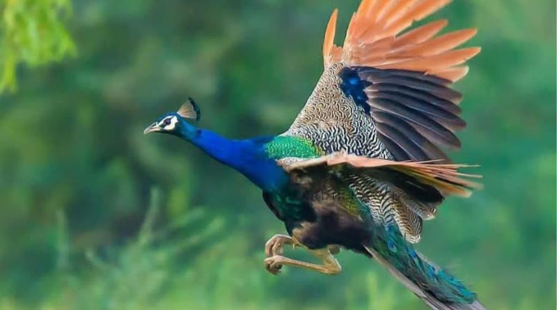 Do Peacocks Fly?