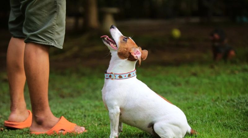 Best Dog Collars: A Comprehensive Guide to Choosing the Right Collar for Your Pet