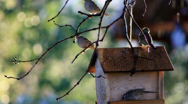 Bird Feeder Poles: Essential for Attracting Birds to Your Backyard