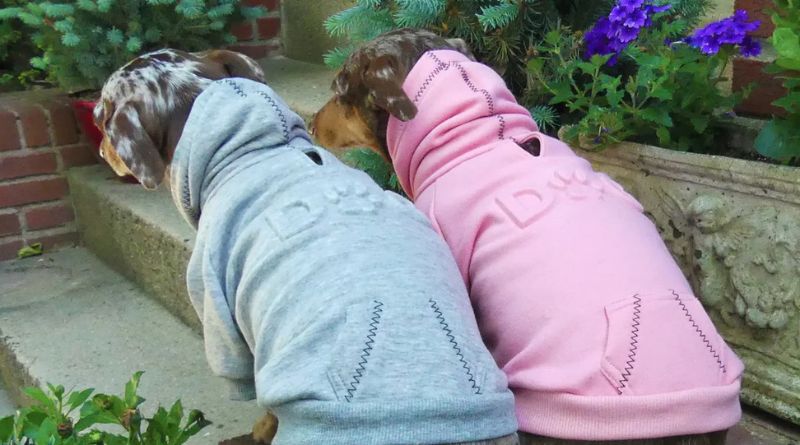 Dog Hoodie: The Perfect Blend of Comfort and Style for Your Furry Friend