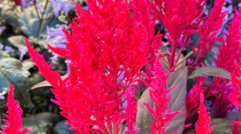 Dragon's Breath Plant: A Vibrant Addition to Your Garden