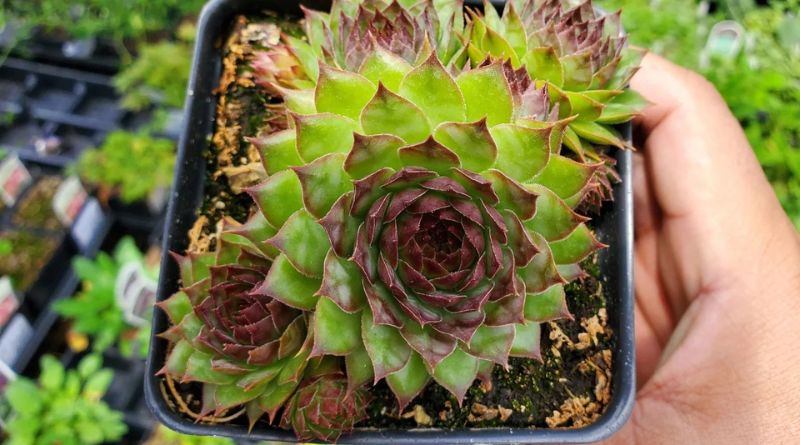 Hen and Chicks Plant: The Perfect Low-Maintenance Garden Companion