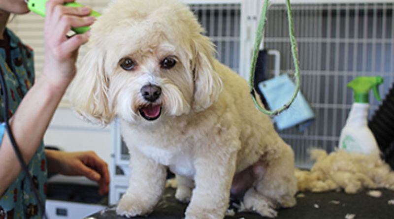 Mobile Dog Groomer: The Convenience and Benefits of At-Home Pet Grooming