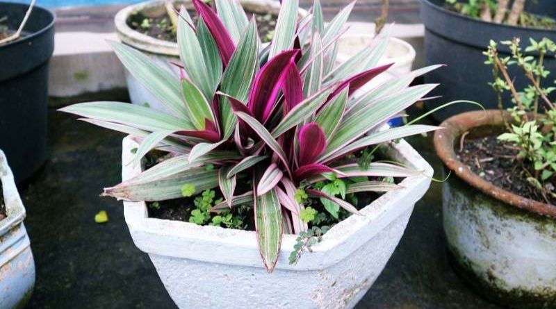 Moses in the Cradle Plant: A Unique and Beautiful Addition to Your Garden