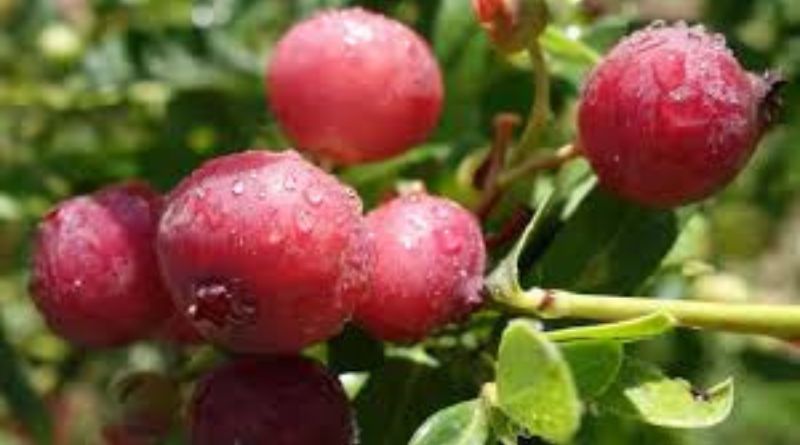 Pink Lemonade Blueberry Plant: A Unique Twist on a Classic Fruit