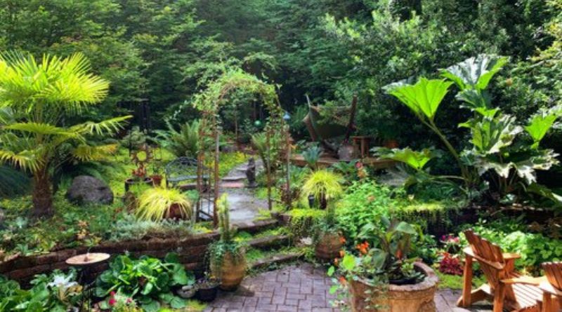 Privacy Plants: The Best Green Solutions for Your Outdoor Spaces